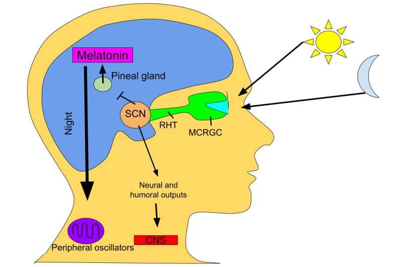 Link found between pain sensitivity and circadian rhythm