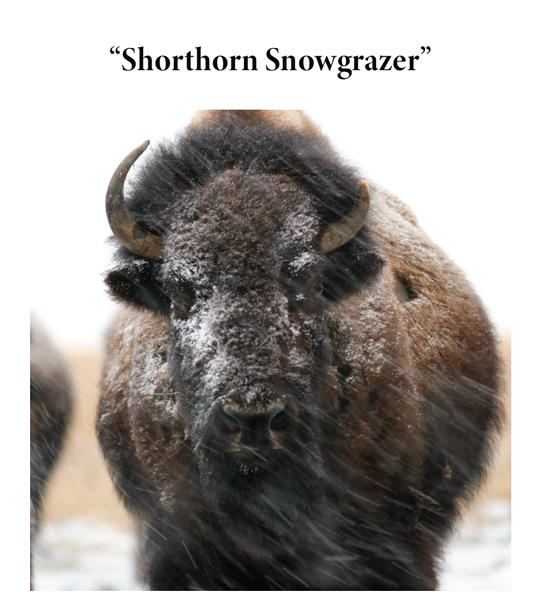photo of a buffalo in the snow by buck lovell