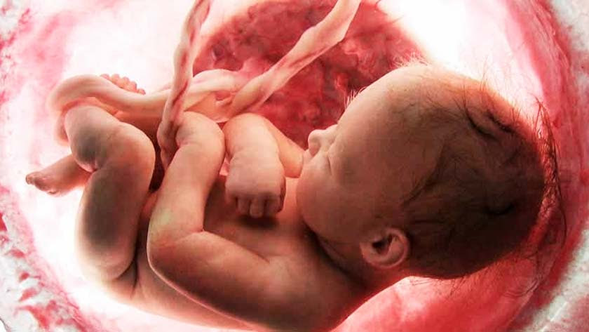 Las 40 semanas de la vida de un bebé por nacer en 12 imágenes
