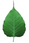 Top Bodhi leaf