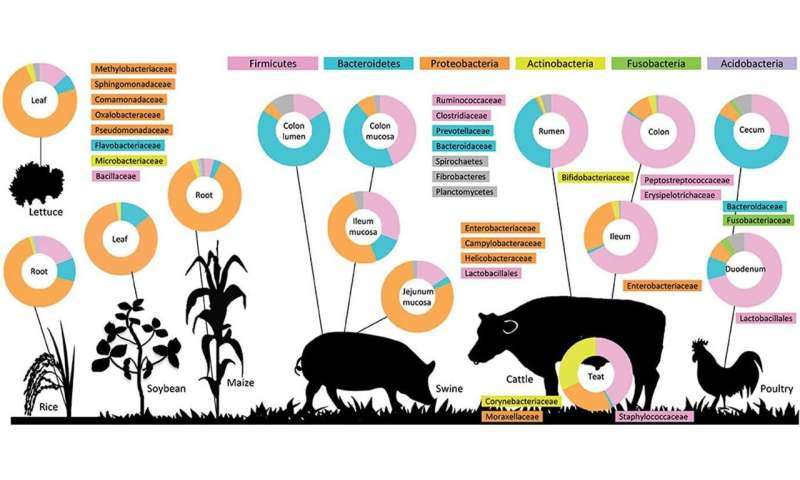 How the microbiome affects human health, explained