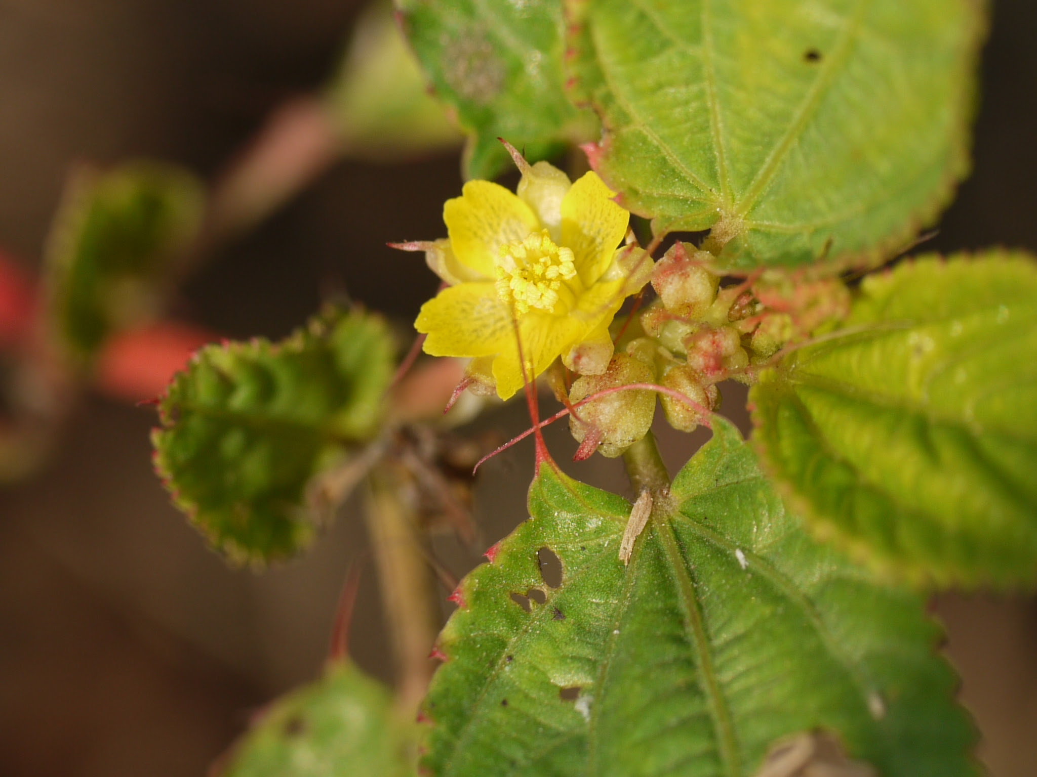 Corchorus olitorius L.