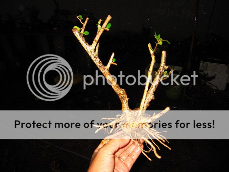 photo IMG_1887_zps5f8fb728.jpg