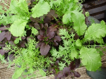 Lush, fast-growing mixed Oriental salads in a large pot