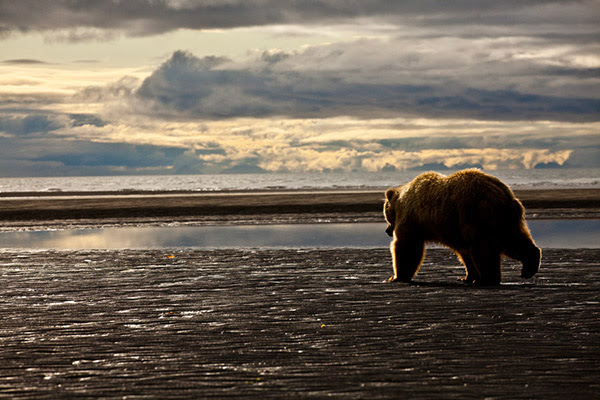 Brown Bear Sunset - Alaska - Larry Travis