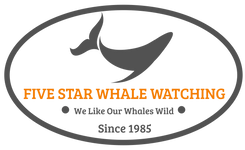 Five Star Whale Watching