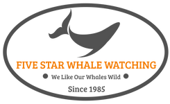 Five Star Whale Watching