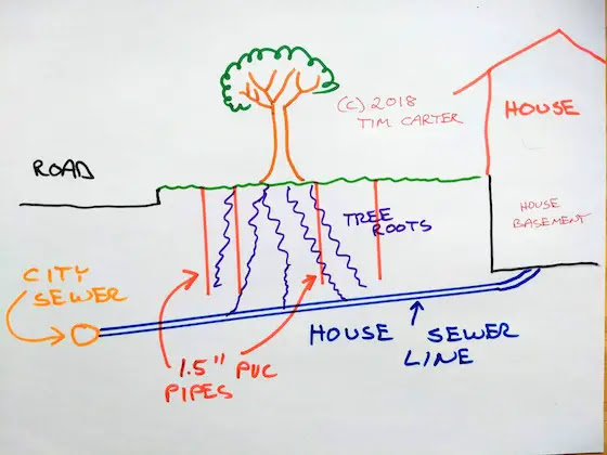 Tree Roots in Sewer Line Tree Roots in Sewer Line
