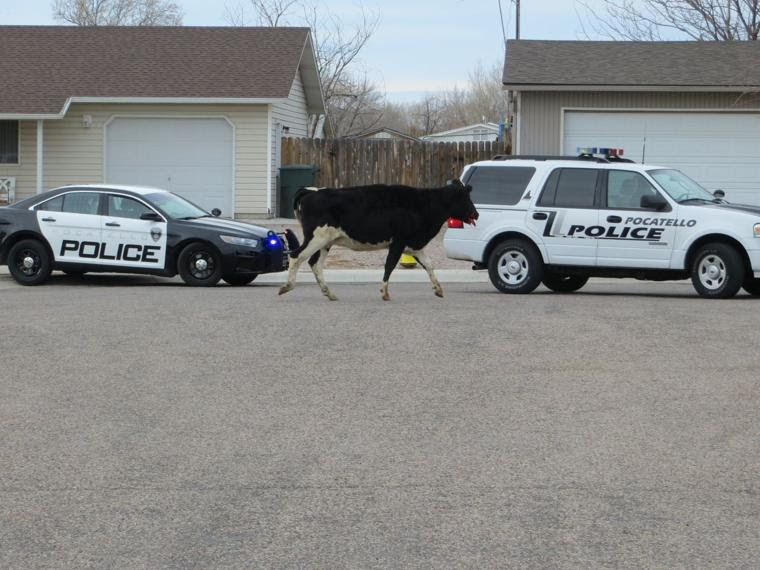 Cows on the loose