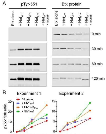 Scientists shine a spotlight on a yet another shrewd maneuver HIV uses to commandeer human cells