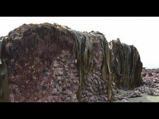 WHOA! Powerful New Zealand Earthquake Lifted Sea Floor TWO METERS Through Sand Sddefault