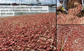 Another Mass Animal Die Off: Bazillions Of Tiny Crabs Are Dying (Video) 