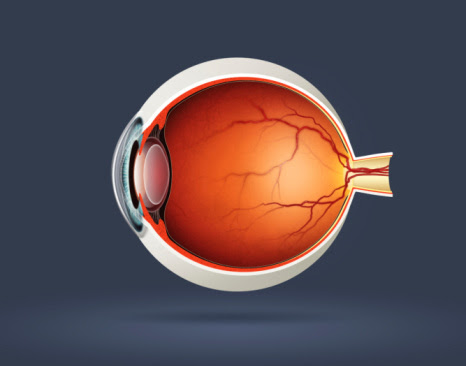 diagrama de la anatomia del ojo