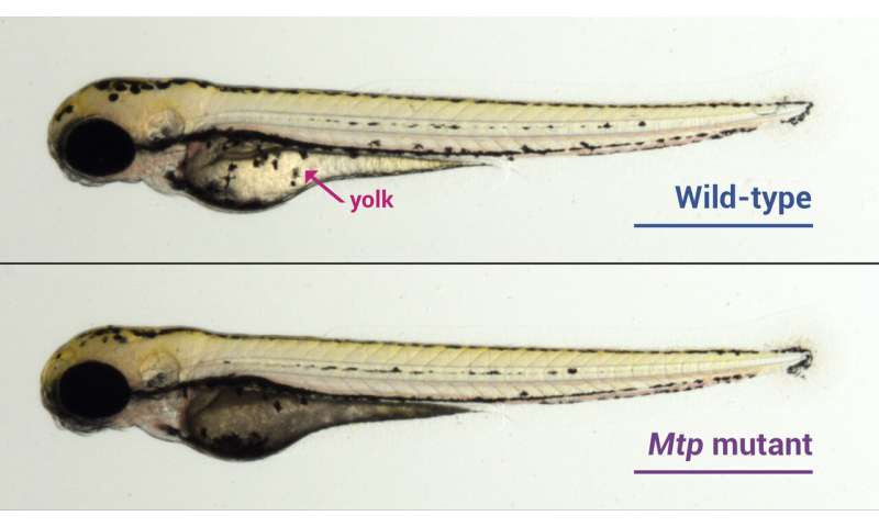 Newly discovered mutation could point to heart disease therapeutic target