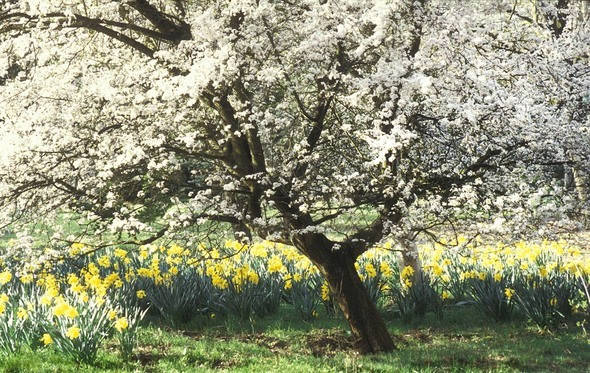 03 Springtime Blossom orig