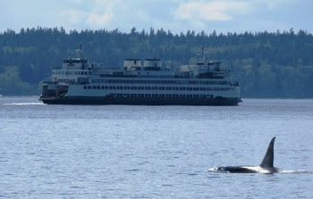 Photo of a ferry with an orca in the foreground