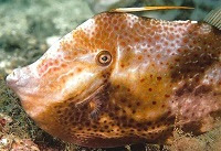 Orange filefish