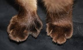 Image result for Siamese with extra toes