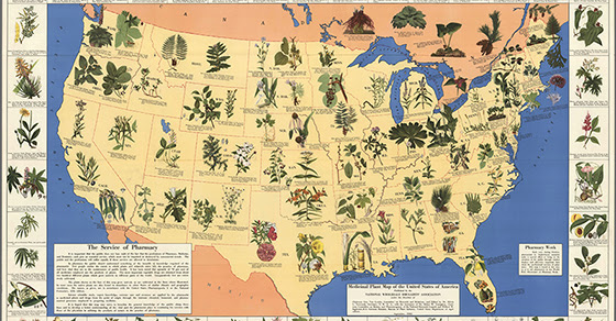 Natural Cures Once Ruled the Land In the US Before Big Pharma Took Over