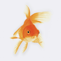 The Goldfish effect