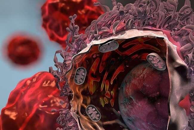 Scientists detail major mechanism lung cancers use to evade immune attack