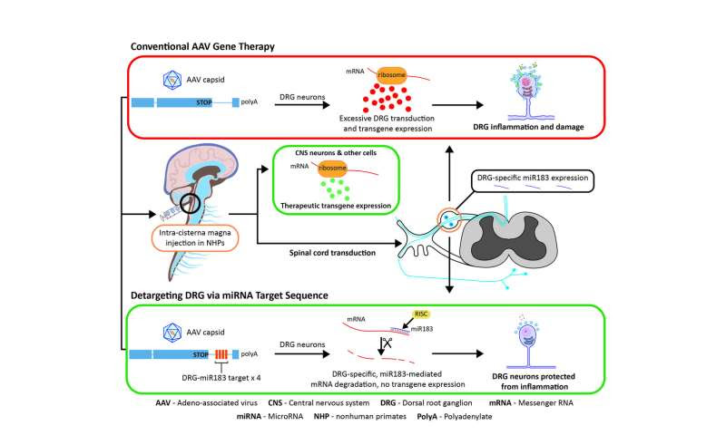 Penn researchers develop approach to prevent toxicity tied to neurological gene therapy