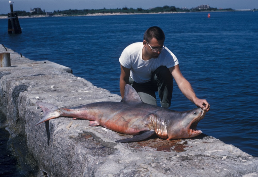 homme assis à côté d'un requin