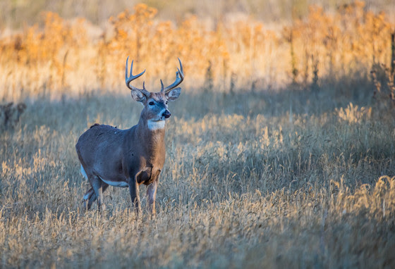 An image of a buck in a field. 