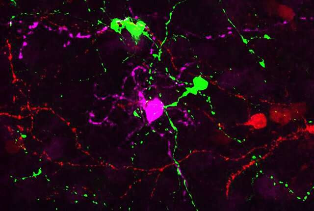 Ganglion cells created in mice in bid to fix diseased eyes