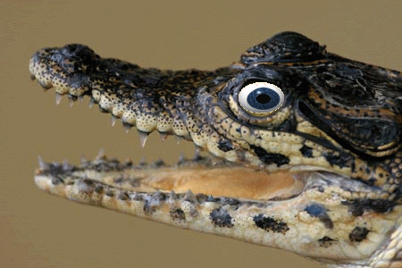 Crocodile GIF - Découvrez sur GIFER