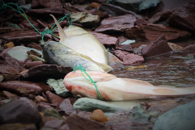 Hà Tĩnh: Hàng trăm người săn cá dưới chân tràn hồ Kẻ Gỗ - 7