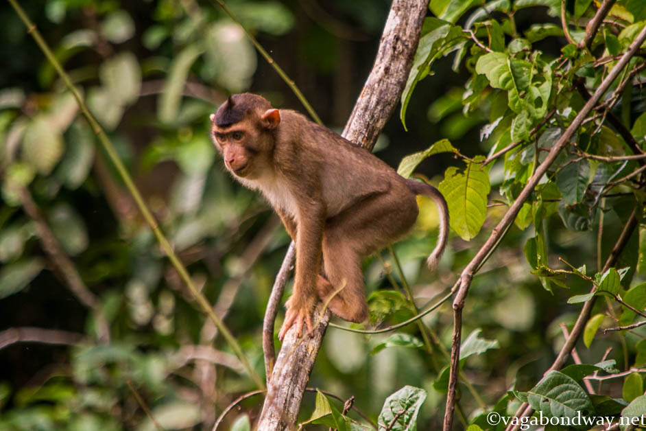 pig-tailed-monkey-kinabatangan-borneo