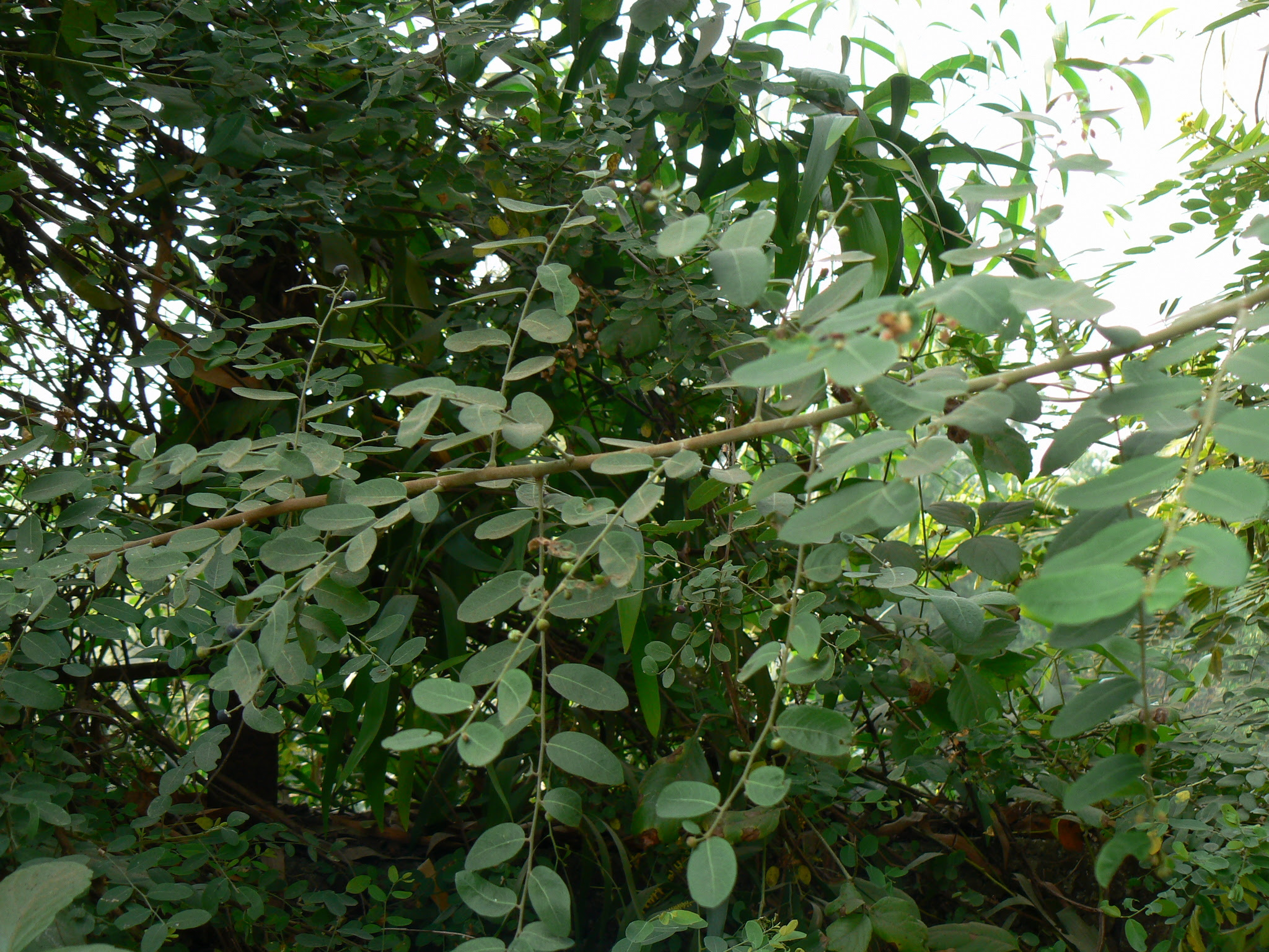 Phyllanthus reticulatus Poir.