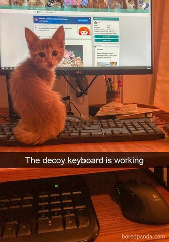 Cat-on-Keyboard-Decoy