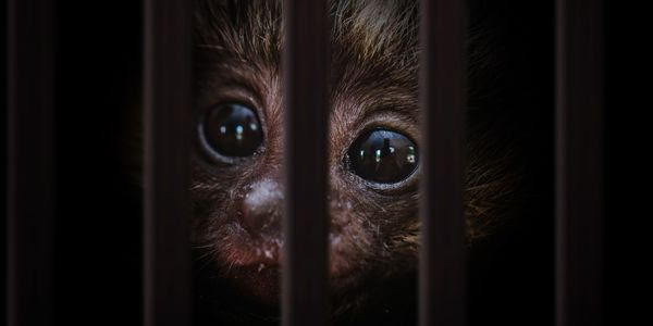 A tiny brown monkey behind bars.