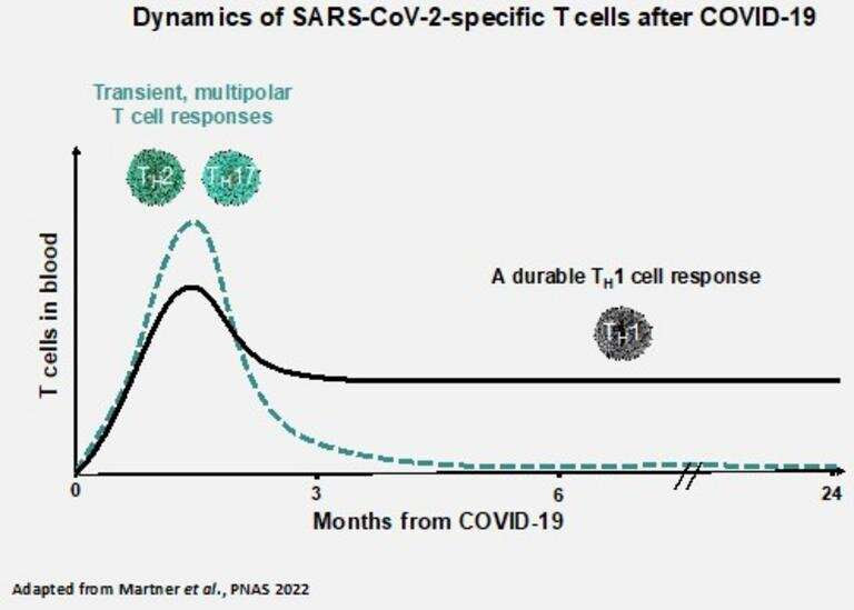 Protective T cells remain 20 months after COVID