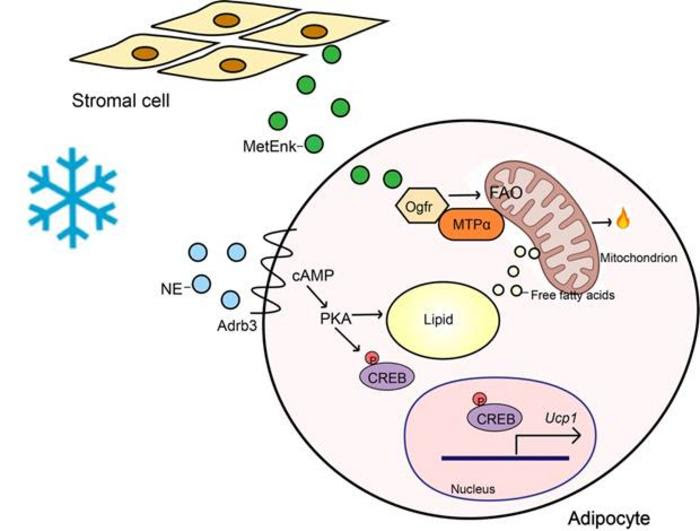 A new player unveiled for lipid oxidation