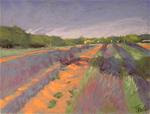 Lavender fields - Posted on Tuesday, March 3, 2015 by Toby Reid