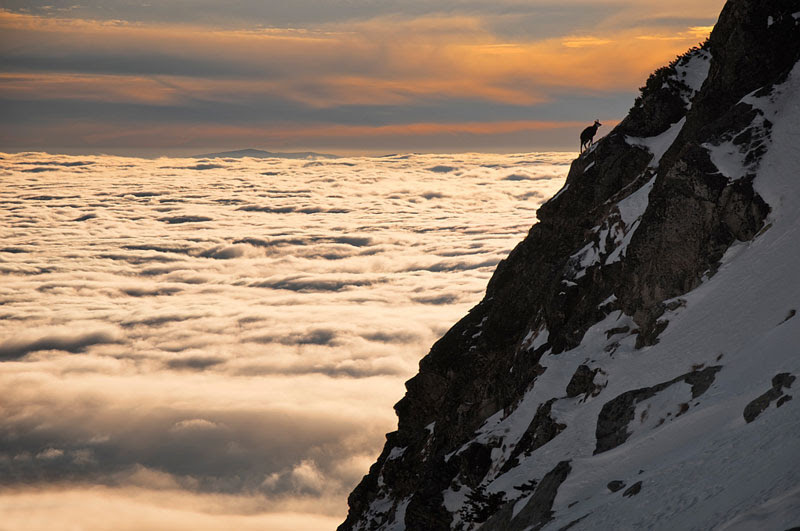 chamois-above-clouds-high-tatras-slovakia