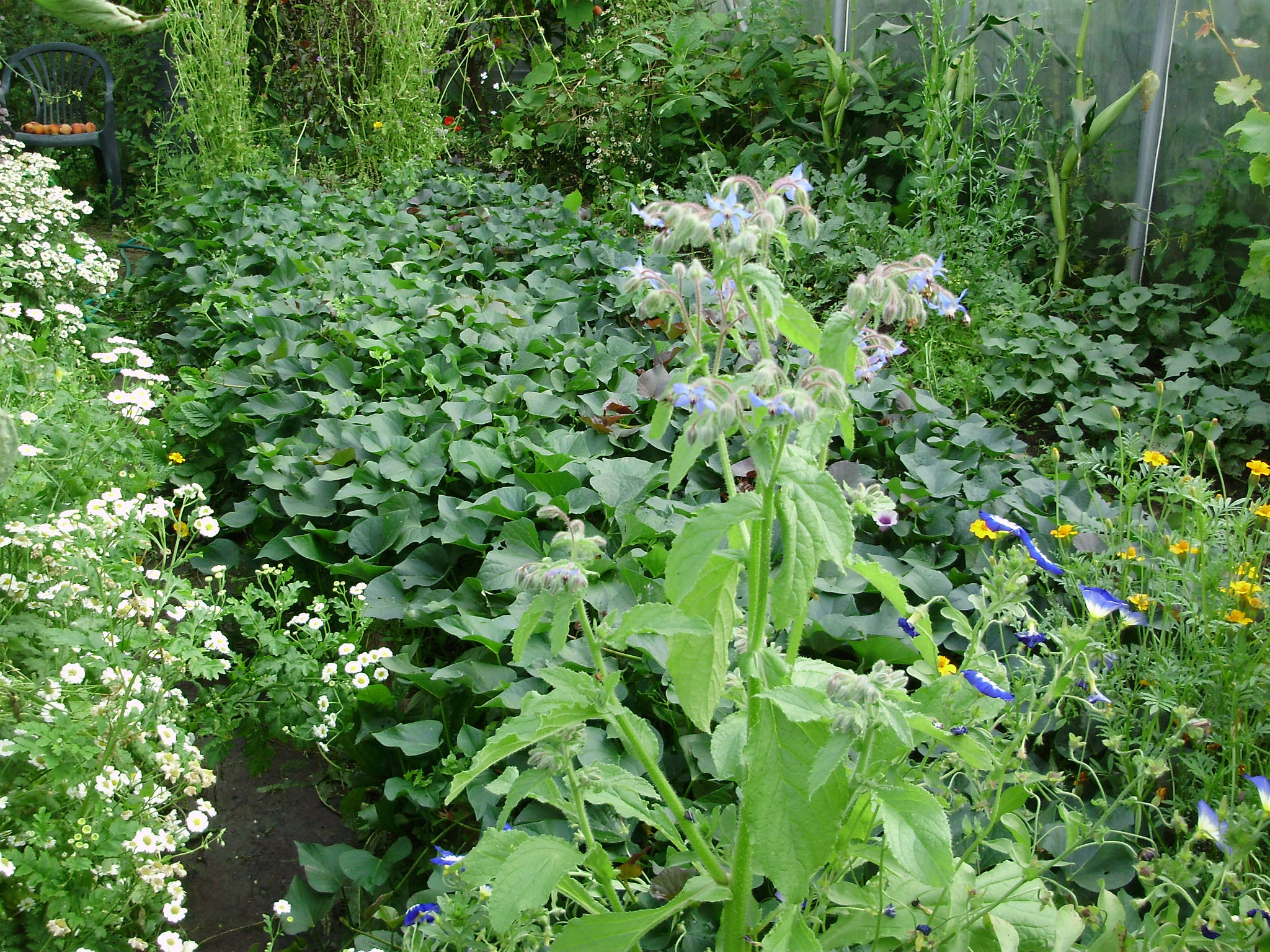 Borage, sweet potatoes behind - with convulvulus, marigolds, feverfew. Endive & beetroot flowering for saving seed are at far end & also peaches - with a Flame grapevine in middle on right! Borage, sweet potatoes behind - with convulvulus, marigolds, feverfew. Endive & beetroot flowering for saving seed are at far end & also peaches - with a Flame grapevine in middle on right!