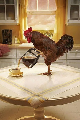 Coffee-even-Roosters-need-a-boost