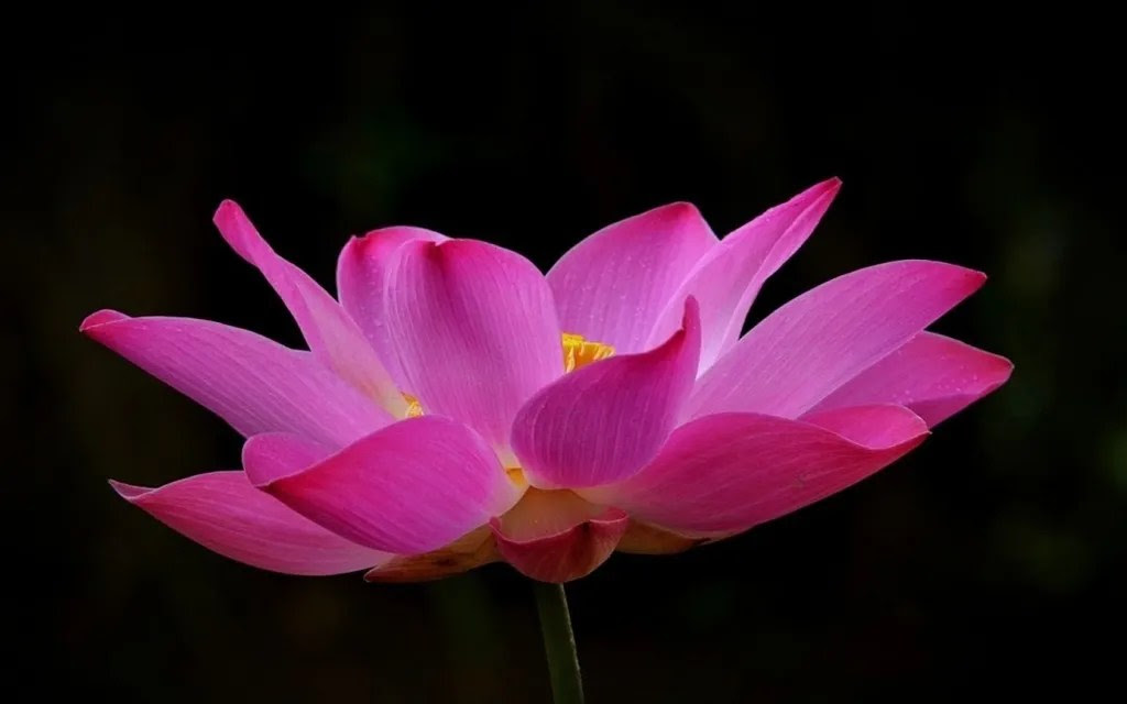 Lotus photo Sen hong_zpsqoahrs0w.jpg