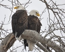 two bald eagles in a tree