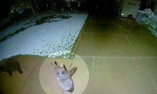 VIDEO: Playful Baby Bear Tries to Catch Snowflakes With Childlike Amazement