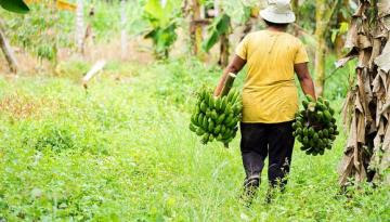 Se promoverá la agricultura orgánica y ecológica para conquistar más mercados