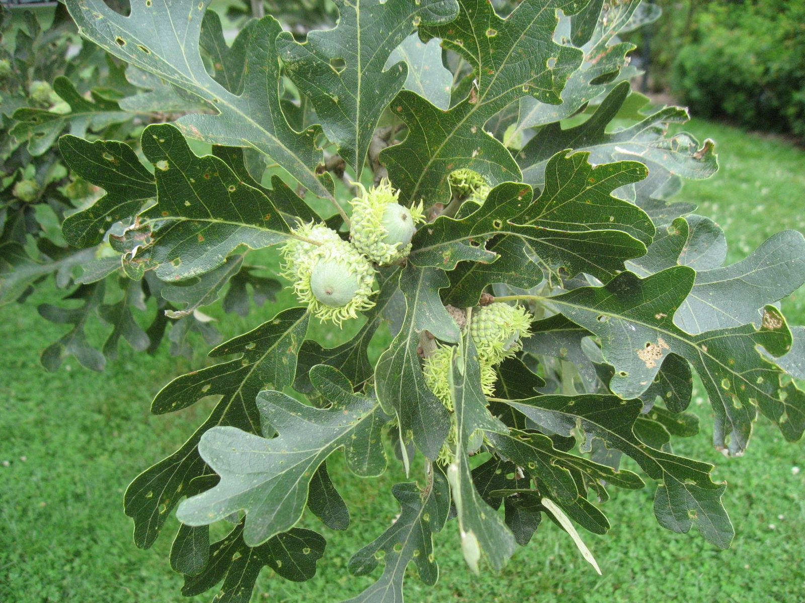 Detail of leaves and acorn of the bur oak.