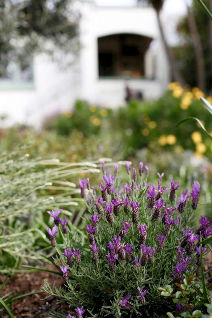Spanish lavender is Lavandula stoecha. Native to the Mediterranean climates of southern Europe, it also thrives in my garden.