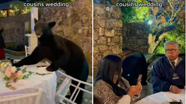 Urso invade copo festa de casamento no México e prova um pouco de tudo