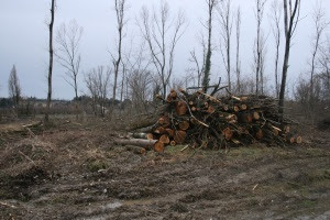 "Riqualificazione paesaggistica" realizzata dalla ditta Wood Energy sulla sponda destra del Panaro (foto del 25 febbraio 2015)