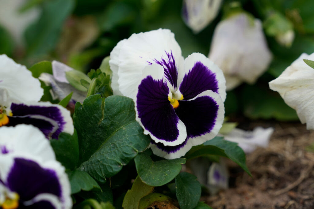 A white pansy with a purple center growing in The Gardens at Texas A&M. Although water restrictions are in place for much of the state, August is the time to start sowing seeds for pansies to plant come fall.